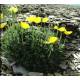 Promesses de fleurs pour randonneurs en Ubaye - Christine de Colombel, Laurence Foucaut, Jean-Philippe Grillet, Roger Le Fers 